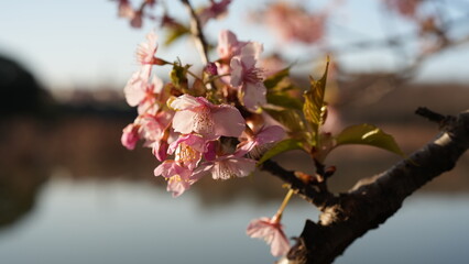三浦海岸の桜