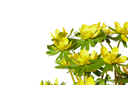 Eranthis hyemalis, yellow Winter aconite flower in spring isolated on white or transparent png