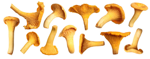 Fresh wild chanterelle mushrooms isolated on white, collage