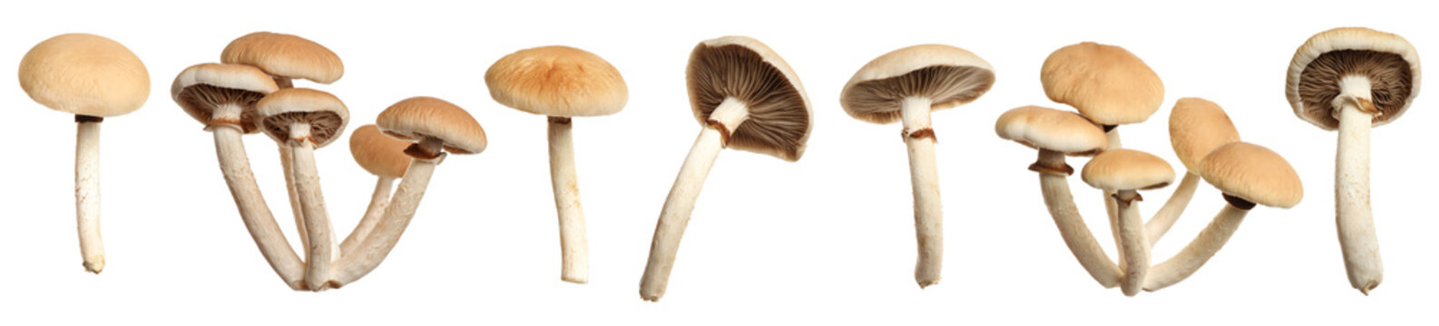 Fresh wild pioppini mushrooms isolated on white, collage