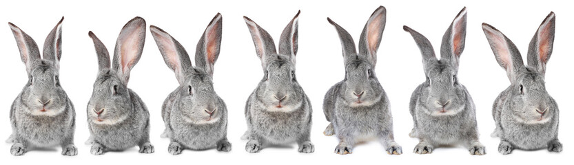 Fototapeta premium Fluffy grey rabbit on white background, collage