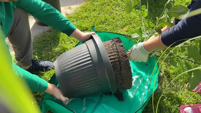 Gardener hands repotting a large plant in a plastic pot, outdoor lawn workspace with soil and gloves, practical home gardening task, spring Earth Day vibe