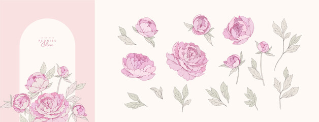 Naklejka premium Set of pink peonies, colorful flowers and brunch. Detailed botanic floral collection for Valentines day invitation, wallpaper art or save the date card. Botanical vector