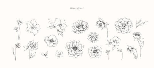 Set of hellebore flowers, leaves and brunch. Detailed hand drawn ink illustration floral elements for invitation, wallpaper art © merfin