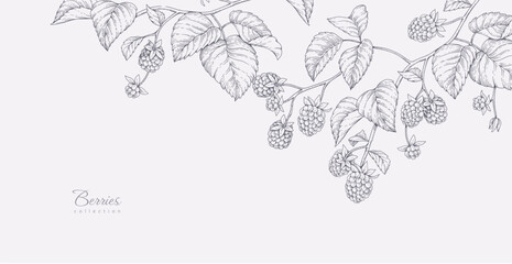 Naklejka premium Background with blackberries or raspberries and brunch. Detailed hand drawn ink floral illustration for invitation, wallpaper art or save the date