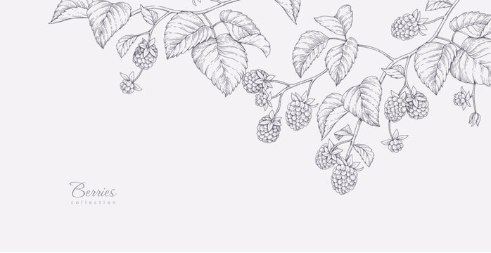Background with blackberries or raspberries and brunch. Detailed hand drawn ink floral illustration for invitation, wallpaper art or save the date