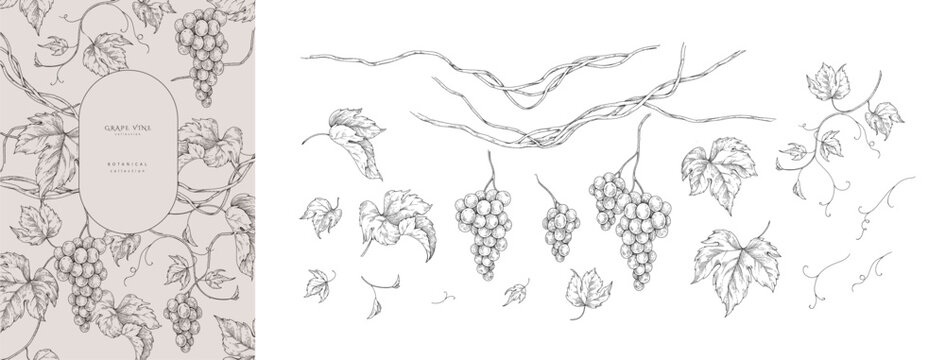 Set of grapes, vine and leaves. Detailed hand drawn ink illustration with botanic elements for invitation, wallpaper art or wine