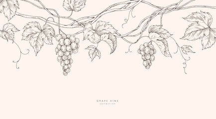Fototapeta na wymiar Background with grapes, vine and brunch. Detailed template layout design, brochure or cover for wine card, menu