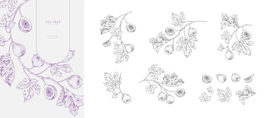 Naklejka na ściany i meble Set of fig tree brunch and leaves. Detailed hand drawn ink illustration for template layout design, brochure or cover for food card