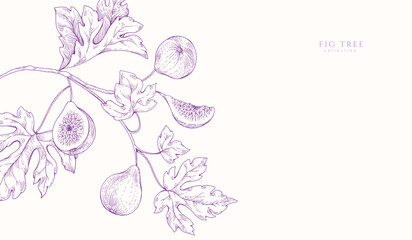 Naklejka premium Background with fig tree brunch and leaves. Detailed hand drawn ink illustration for template layout design, brochure or cover for food card