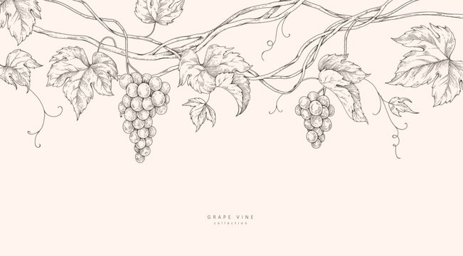 Background with grapes, vine and brunch. Detailed template layout design, brochure or cover for wine card, menu