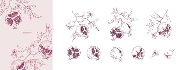 Naklejka premium Set of pomegranate brunch and leaves. Detailed hand drawn ink illustration for template layout design, brochure or cover for food card