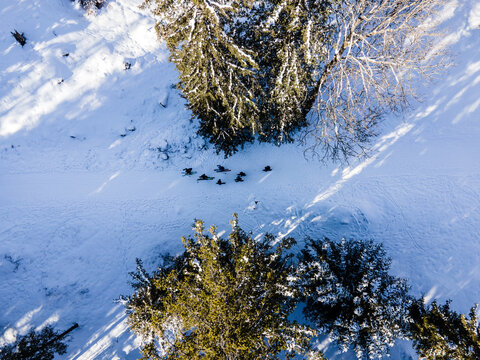 Aerial view of dark figures traverse a snowy path cutting through the white landscape and contrasted by the deep green of the frosted trees, Zakopane, Wojewodztwo malopolskie, Poland.