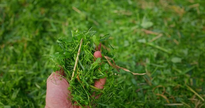 Farmer collect in hands fresh grass clippings of cover plants organic composting