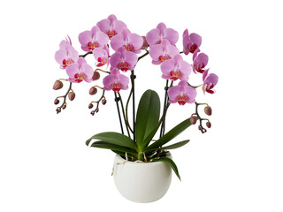 Pink orchid plant in white pot on white background isolated on a transparent background
