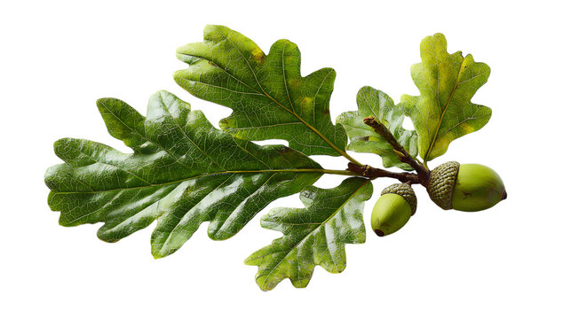 Fresh oak leaves and acorns growing on a healthy green branch in nature