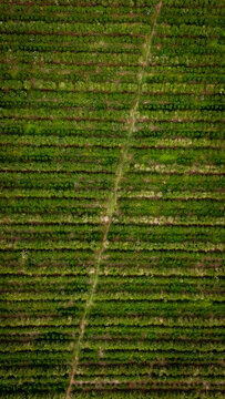 Aerial view of neatly arranged rows of vibrant green coffee trees create a textured tapestry bisected by a pale trail, Dulce Nombre, Provincia de Alajuela, Costa Rica.