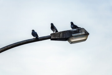 drei Tauben sitzen auf der Stra&szlig;enlaterne