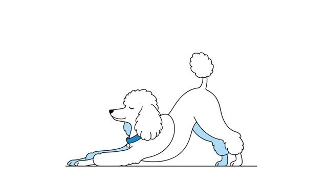 Elegant white poodle gracefully stretching in a downward dog yoga pose, showcasing flexibility and a playful spirit.