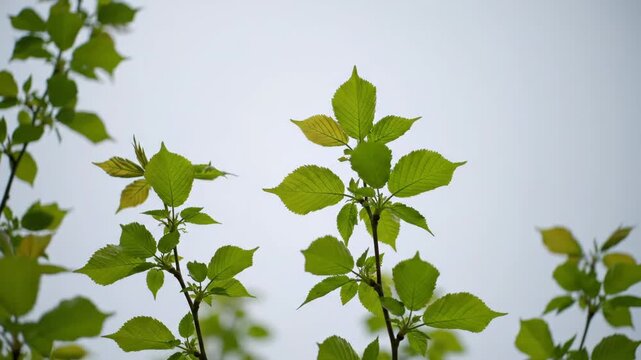 Fresh green leaves on a tree branch against a pale sky background. Minimalist nature concept with copy space for text or design. Panoramic banner for a spring or ecology theme