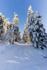 Fototapeta premium Łapsowa Polana winter ski trail, Gorce Mountains, Poland 