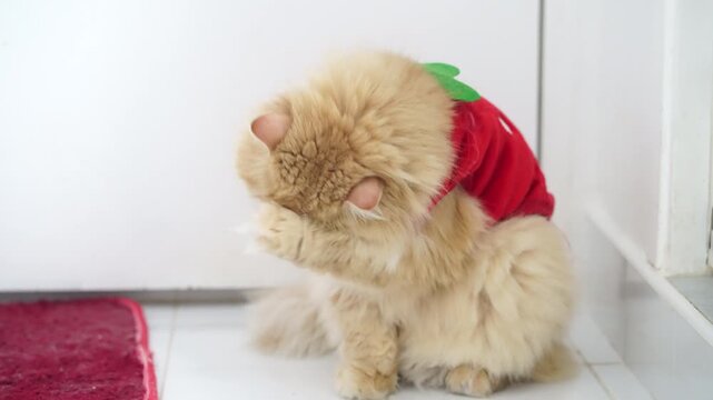 Fluffy cat long hair red costume cute playful indoor pet animal adorable sitting white background furry domestic sweet soft whisker paw hiding emotion fashion green leaf floor strawberry outfit