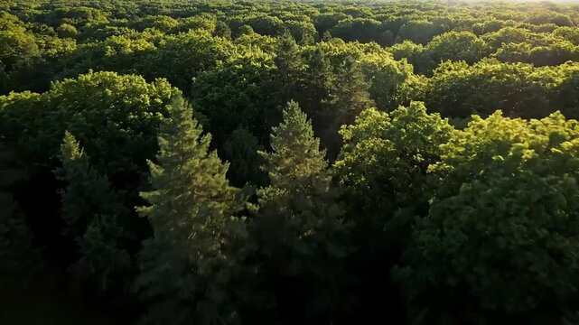 Aerial view of lush green forest with sunlight filtering through trees