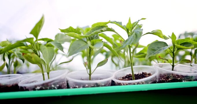 Young tomato plants seedlings in crate ready for planting in the soil in greenhouse. Growing seedling in ground.