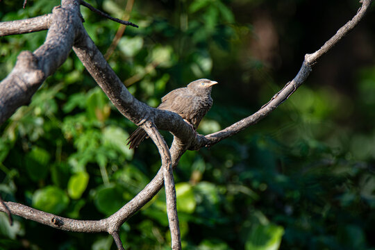 Garrulo testabianca Yellow-billed babbler,Argya affinis