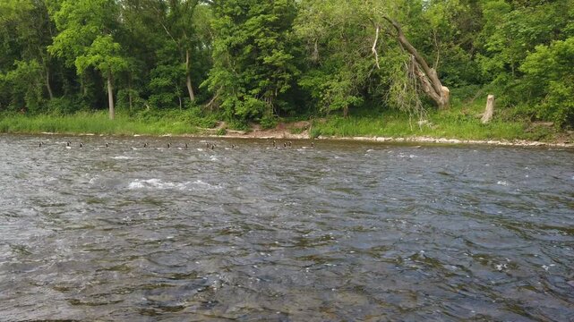 Canadian geese floating down the Credit River as it passes through the Streetsville area of Mississauga, Ontario Canada.