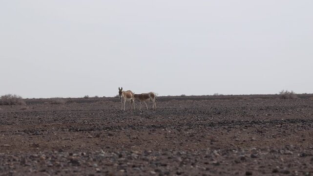 Iranian onager (Asiatic wild ass) walking and grazing in arid desert landscape, wildlife in Iran, natural habitat, close up and wide shots