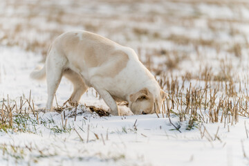 Mixed breed dog resembling labrador playing in snowy field at golden hour
