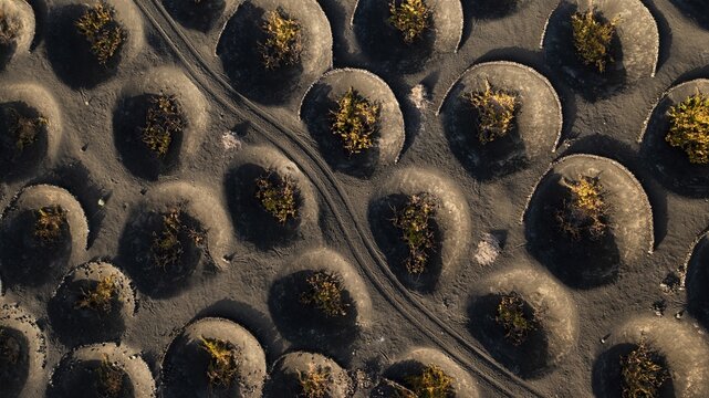 Aerial view of volcanic vineyards create a surreal, lunar landscape with circular depressions sheltering vines against the wind, La Geria, Canarias, Spain.