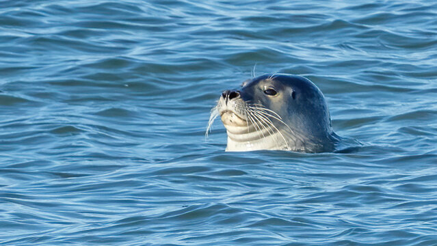 Harbor Seals hanging out on the rocks of the Chesapeake Bay Bridge Tunnel  in Virginia