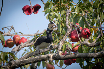 Bucero coronato, Anthracoceros uccello che mangia © Mirko