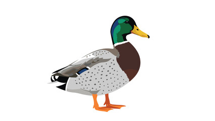 Obraz premium Realistic illustration of a male mallard duck with its characteristic green head, yellow beak, and mottled grey body on a white background.