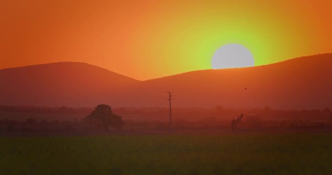 Combine at sunset on a golden wheat field on a harvest day.  Agriculture and agronomy concept