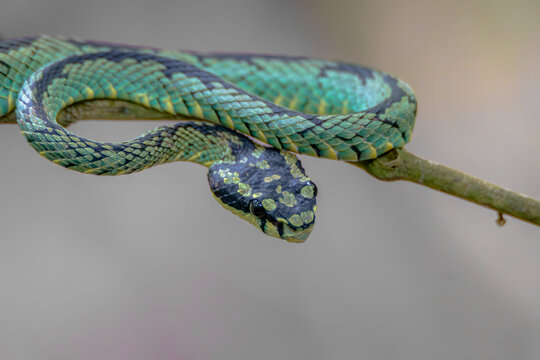Vipera verde dello Sri Lanka