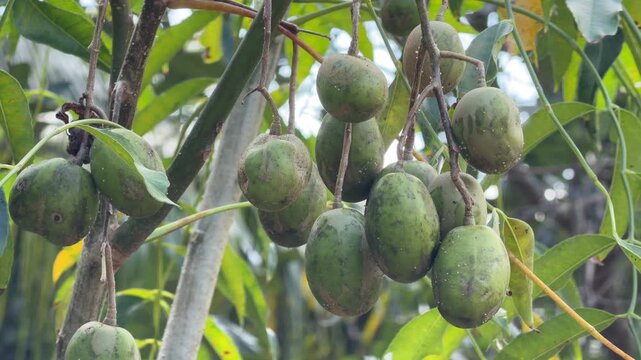 Close view of June plum fruits forming a compact group on a tree branch among thick foliage, reflecting seasonal development in a productive plantation setting. Fruit cultivation.