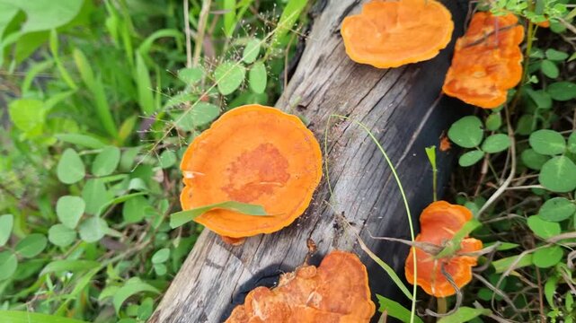 Orange Pycnoporus Mushrooms Growing on Decaying Log in Nature. 4k Video