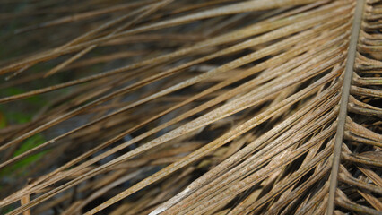 Dry Brown Coconut Leaf Texture Close-up Detail