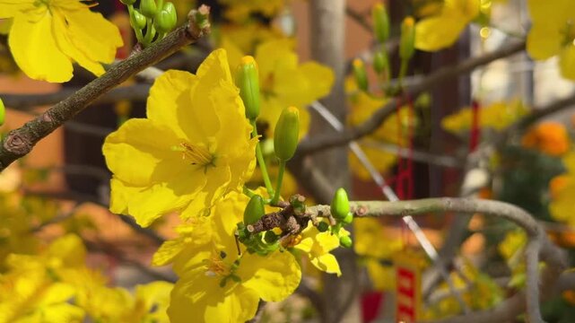 Yellow Ochna integerrima flowers cover a branch against dense green foliage in a tropical garden environment during seasonal blooming. Tropical flowers, spring bloom.