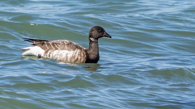 Brant Goose in the water