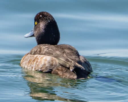 Scaup Duck on the water