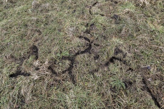 Corridors of mice in a meadow, Lower Saxony, Germany