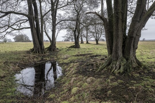 Old alders (Alnus glutinosa) in meadow landscape, Lower Saxony, Germany