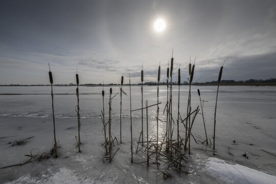 Cattail (Typha latifolia) on a flooded meadow, Lower Saxony, Germany