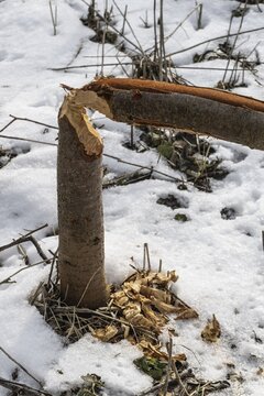 Feeding traces of beavers (Castor fieber) on willows (Salix), Lower Saxony, Germany
