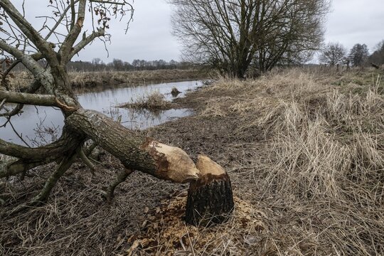 Feeding traces of beavers (Castor fieber) on willows (Salix), Lower Saxony, Germany