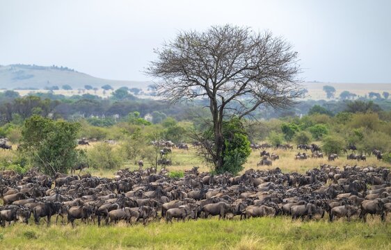 Wildebeest (Connochaetes taurinus), migrating herd of wildebeest, Great Migration at the Mara River, Serengeti National Park, Tanzania